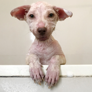 Illustration de l'article : Un chien errant apeuré, boiteux et maigre retrouve l'espoir grâce à l'acte d'humanité d'une bénévole