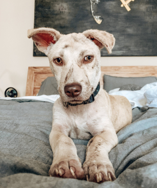 Illustration de l'article : Un chien errant apeuré, boiteux et maigre retrouve l'espoir grâce à l'acte d'humanité d'une bénévole