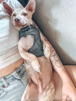 Illustration de l'article : Un chien errant apeuré, boiteux et maigre retrouve l'espoir grâce à l'acte d'humanité d'une bénévole