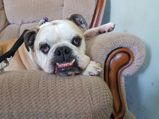 Illustration de l'article : Un Bulldog Anglais en quête d'une seconde chance reste 7 ans dans un refuge et se bat contre ses problèmes comportementaux (vidéo)