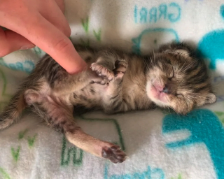 Illustration de l'article : Ce chaton aux poils crépus et sa petite soeur ont ému Internet alors qu'ils attendaient d'être sauvés