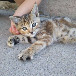 Illustration de l'article : "Maman, il y a un monstre sous mon lit !" : la peur (presque) justifiée d'un enfant a surpris sa mère