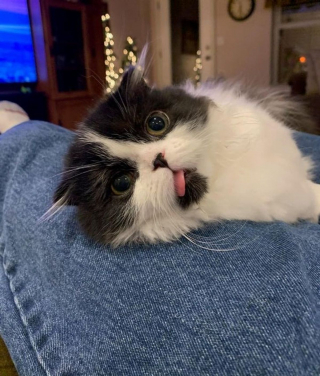 Illustration de l'article : 11 photos adorables de chiens et chats qui vont rapidement vous donner envie de câliner votre boule de poils