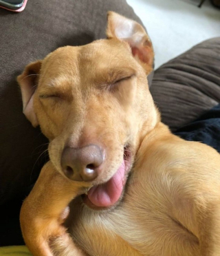 Illustration de l'article : 11 photos adorables de chiens et chats qui vont rapidement vous donner envie de câliner votre boule de poils