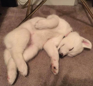 Illustration de l'article : 11 photos adorables de chiens et chats qui vont rapidement vous donner envie de câliner votre boule de poils