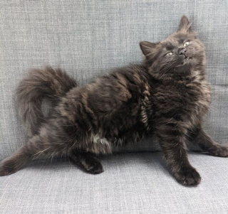 Illustration de l'article : 11 photos adorables de chiens et chats qui vont rapidement vous donner envie de câliner votre boule de poils