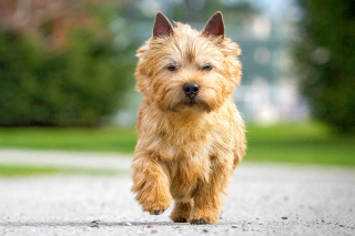 Illustration de l'article : Découvrez 12 races de chien qui nous viennent tout droit d'Angleterre