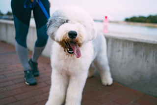 Illustration de l'article : Découvrez 12 races de chien qui nous viennent tout droit d'Angleterre