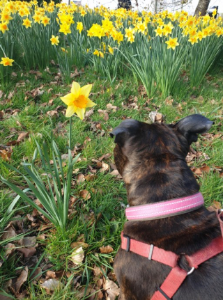 Illustration de l'article : 19 photos de chiens posant joyeusement en compagnie des plantes