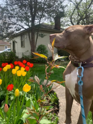 Illustration de l'article : 19 photos de chiens posant joyeusement en compagnie des plantes