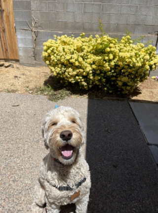 Illustration de l'article : 19 photos de chiens posant joyeusement en compagnie des plantes