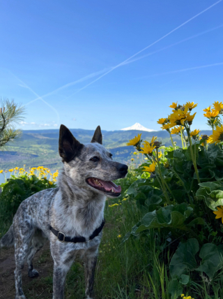 Illustration de l'article : 19 photos de chiens posant joyeusement en compagnie des plantes