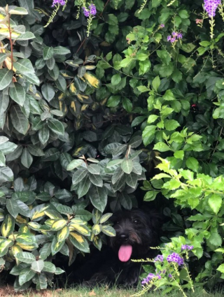 Illustration de l'article : 19 photos de chiens posant joyeusement en compagnie des plantes