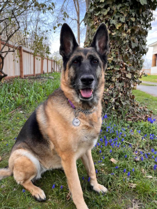 Illustration de l'article : 19 photos de chiens posant joyeusement en compagnie des plantes