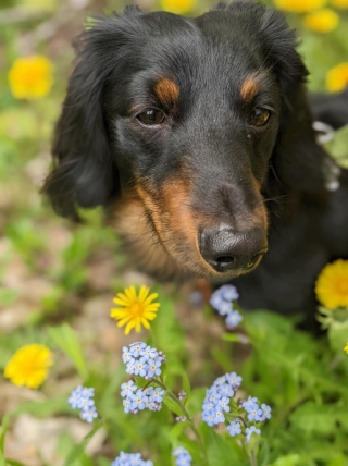 Illustration de l'article : 19 photos de chiens posant joyeusement en compagnie des plantes