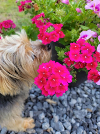 Illustration de l'article : 19 photos de chiens posant joyeusement en compagnie des plantes