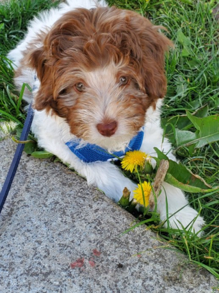 Illustration de l'article : 19 photos de chiens posant joyeusement en compagnie des plantes