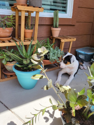 Illustration de l'article : 19 photos de chiens posant joyeusement en compagnie des plantes