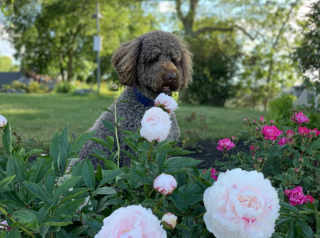 Illustration de l'article : 19 photos de chiens posant joyeusement en compagnie des plantes