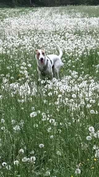 Illustration de l'article : 19 photos de chiens posant joyeusement en compagnie des plantes