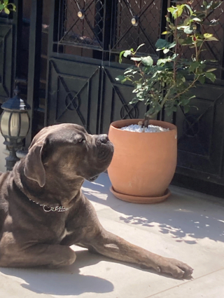 Illustration de l'article : 19 photos de chiens posant joyeusement en compagnie des plantes