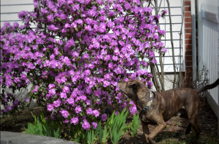 Illustration de l'article : 19 photos de chiens posant joyeusement en compagnie des plantes