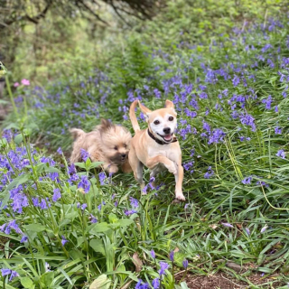 Illustration de l'article : 19 photos de chiens posant joyeusement en compagnie des plantes