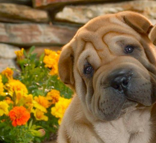 Illustration de l'article : 19 photos de chiens posant joyeusement en compagnie des plantes