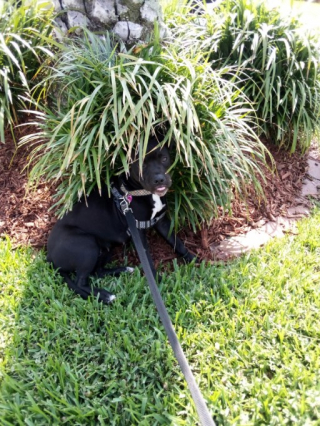 Illustration de l'article : 19 photos de chiens posant joyeusement en compagnie des plantes