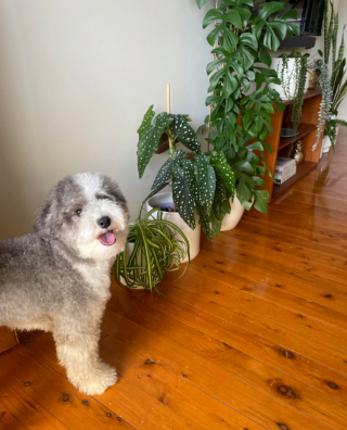 Illustration de l'article : 19 photos de chiens posant joyeusement en compagnie des plantes