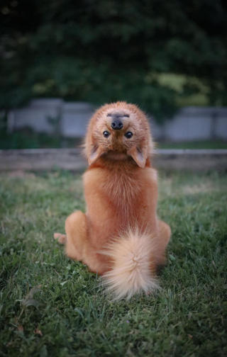 Illustration de l'article : 18 photos de chiens et de leurs improbables sosies