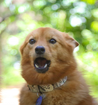 Illustration de l'article : 18 photos de chiens et de leurs improbables sosies