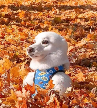 Illustration de l'article : 18 photos de chiens et de leurs improbables sosies