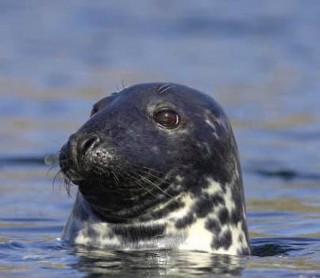 Illustration de l'article : 18 photos de chiens et de leurs improbables sosies