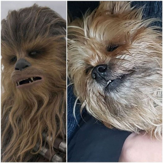 Illustration de l'article : 18 photos de chiens et de leurs improbables sosies