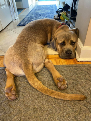 Illustration de l'article : 18 photos de chiens et de leurs improbables sosies