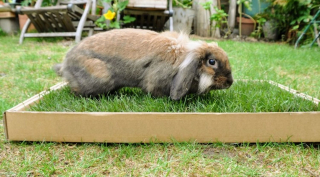 Illustration de l'article : Les NAC plus populaires que jamais, les achats en ligne de produits pour animaux aussi