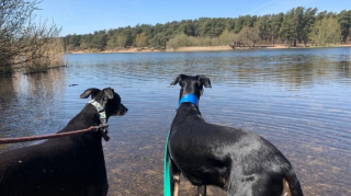 Illustration de l'article : 2 chiens abandonnés se lient d'amitié dans leur famille d'accueil et recherchent un foyer ensemble