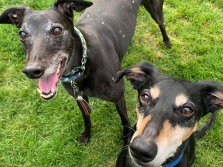 Illustration de l'article : 2 chiens abandonnés se lient d'amitié dans leur famille d'accueil et recherchent un foyer ensemble