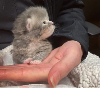 Illustration de l'article : Un chaton de 10 jours atteint d'une grave infection, admis en soins intensifs, s'est accroché à la main de son sauveur et à la vie