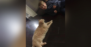 Illustration de l'article : Une maman propose à son fils de sélectionner un chat à adopter dans un refuge. Son choix est déroutant !