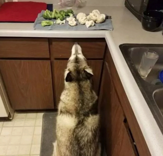 Illustration de l'article : 15 chiens avec un regard de passion amoureuse pour la nourriture