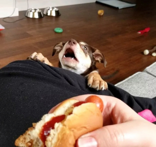 Illustration de l'article : 15 chiens avec un regard de passion amoureuse pour la nourriture