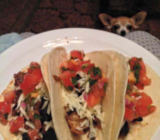 Illustration de l'article : 15 chiens avec un regard de passion amoureuse pour la nourriture