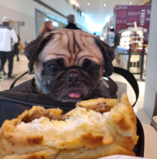 Illustration de l'article : 15 chiens avec un regard de passion amoureuse pour la nourriture