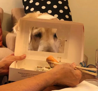 Illustration de l'article : 15 chiens avec un regard de passion amoureuse pour la nourriture