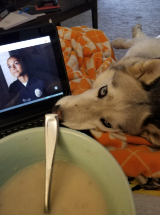 Illustration de l'article : 15 chiens avec un regard de passion amoureuse pour la nourriture