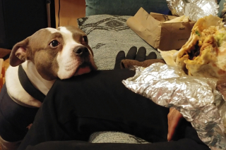 Illustration de l'article : 15 chiens avec un regard de passion amoureuse pour la nourriture