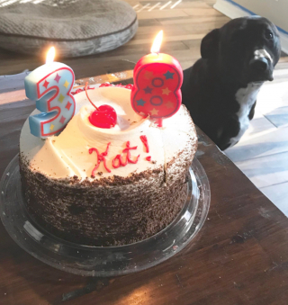 Illustration de l'article : 15 chiens avec un regard de passion amoureuse pour la nourriture