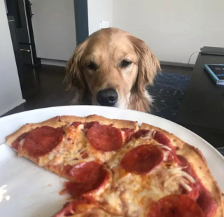 Illustration de l'article : 15 chiens avec un regard de passion amoureuse pour la nourriture